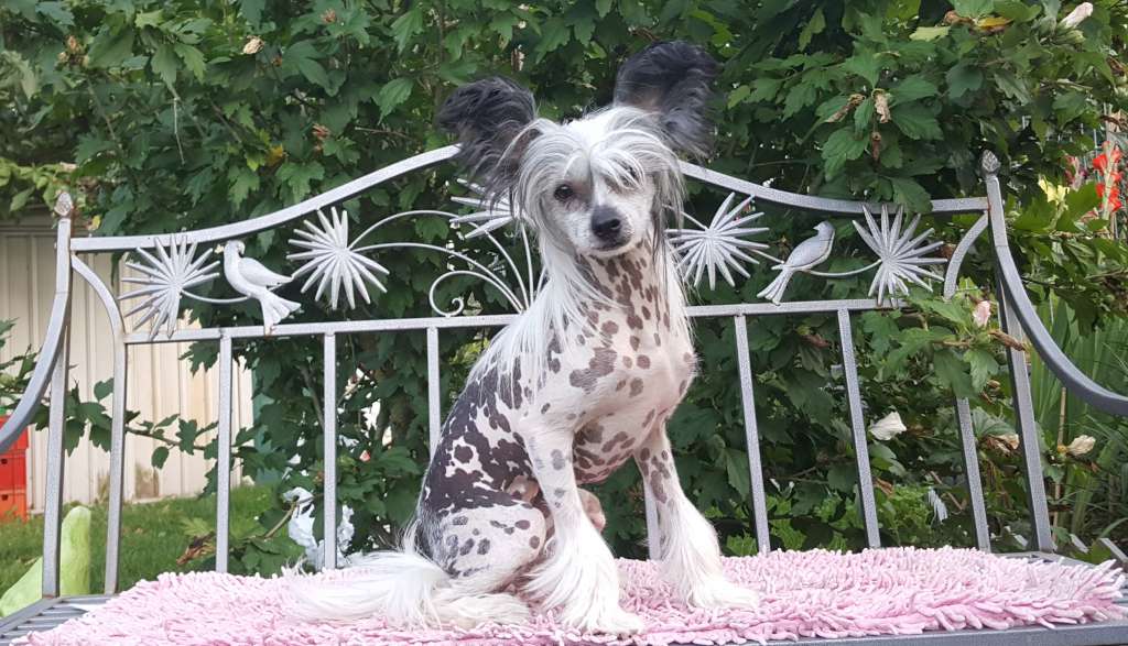 Angelie of Purple Rain