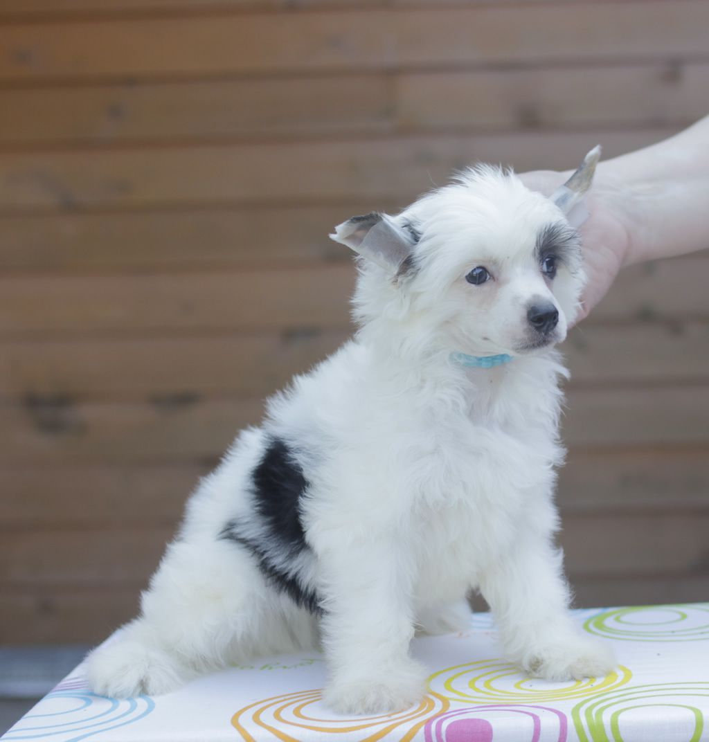 Vernisazh Mari Georges