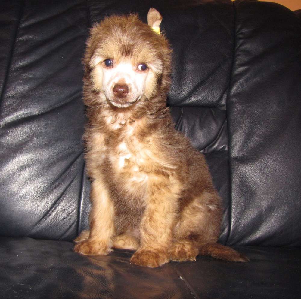 Bi-lav Plus  Wayka-ling