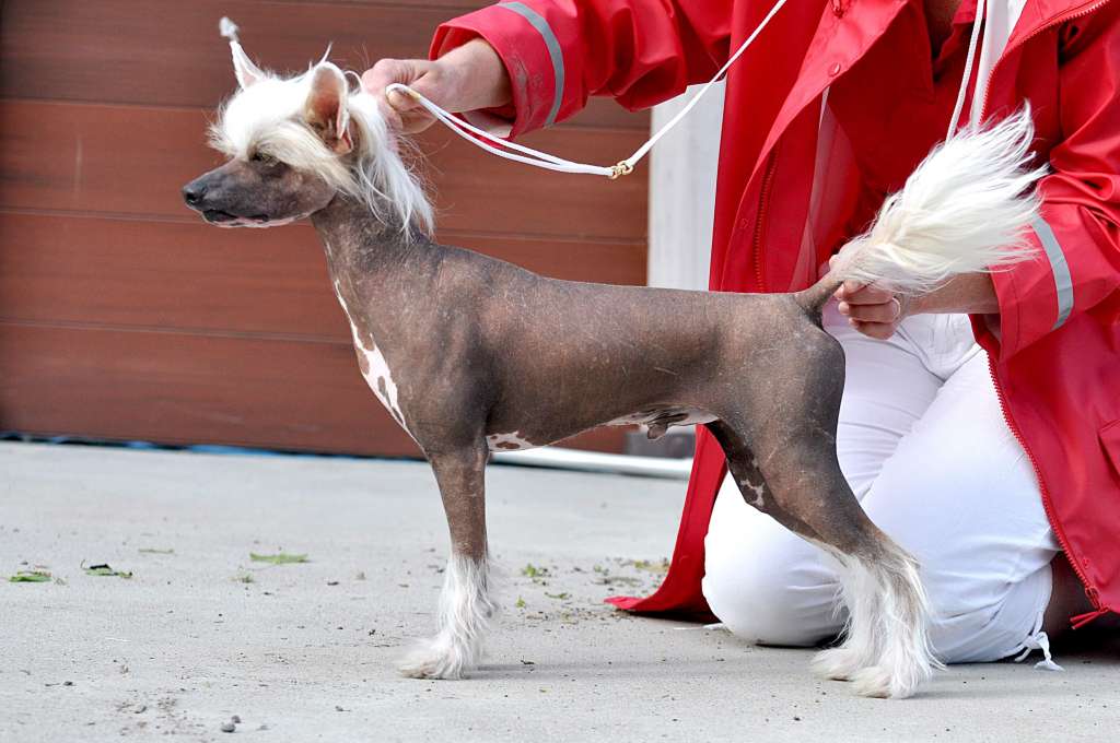 Jean Dark Little Lion Man