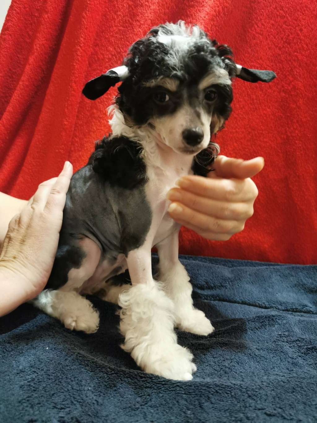 Arianna Heavenly Tail