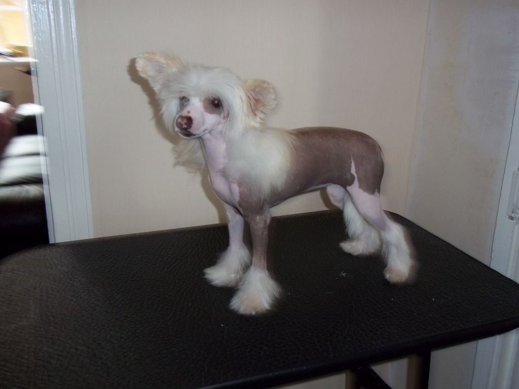 Kaikodol Lilly Of The Valley