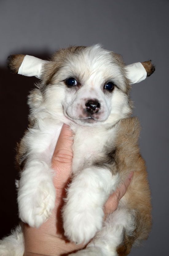 Elance Louange Bona Sweet Candy