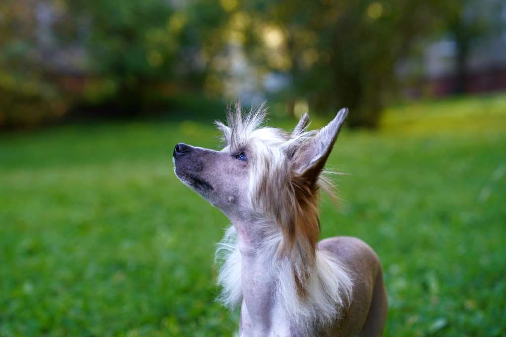 Kraspamir Muneca Brava