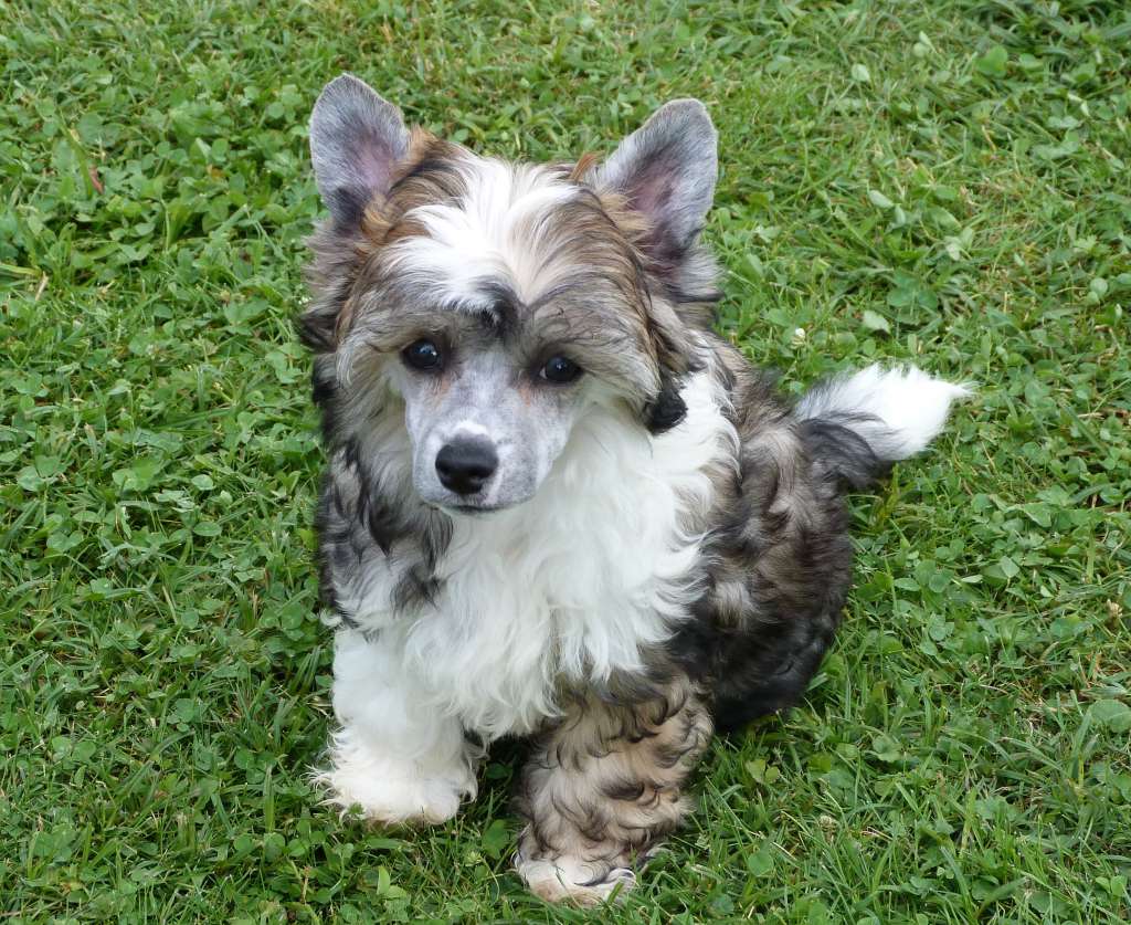 Jowell z Pulnocního dvora