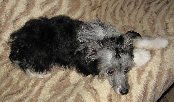 Chunky Children Roztocka Hvezda