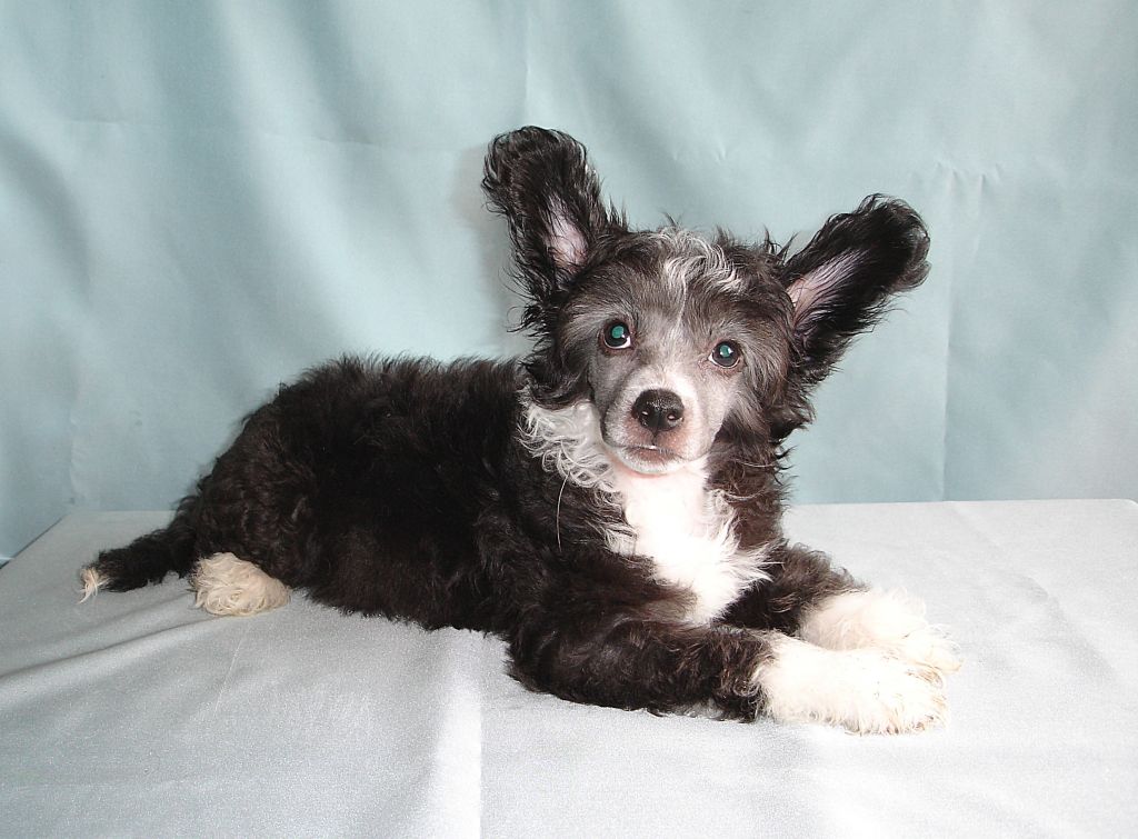 Rouber Balt  Umberto