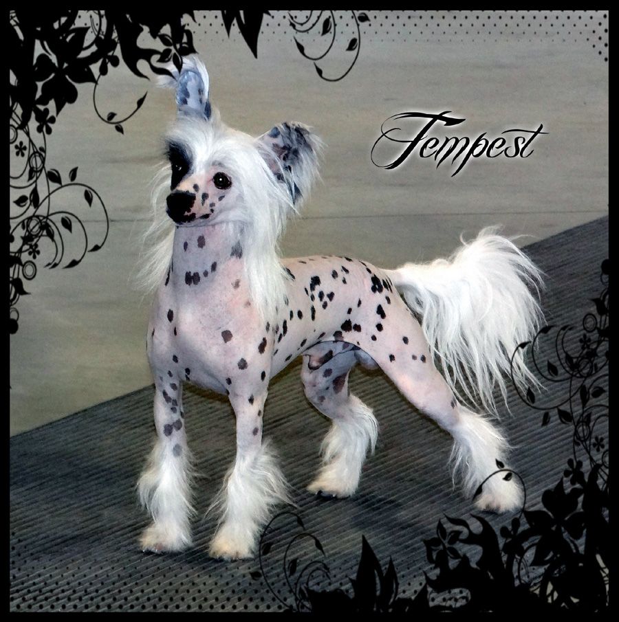 Canch Biss Bpiss Bpis Sassytails Tempting Fate