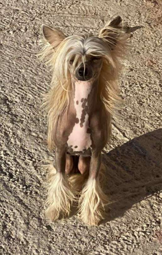 Magnus Staff Blossom at Spring