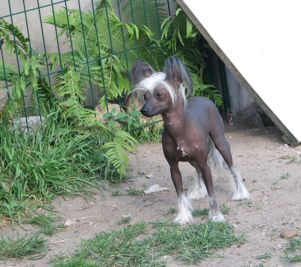 Odetta Exotic World FCI