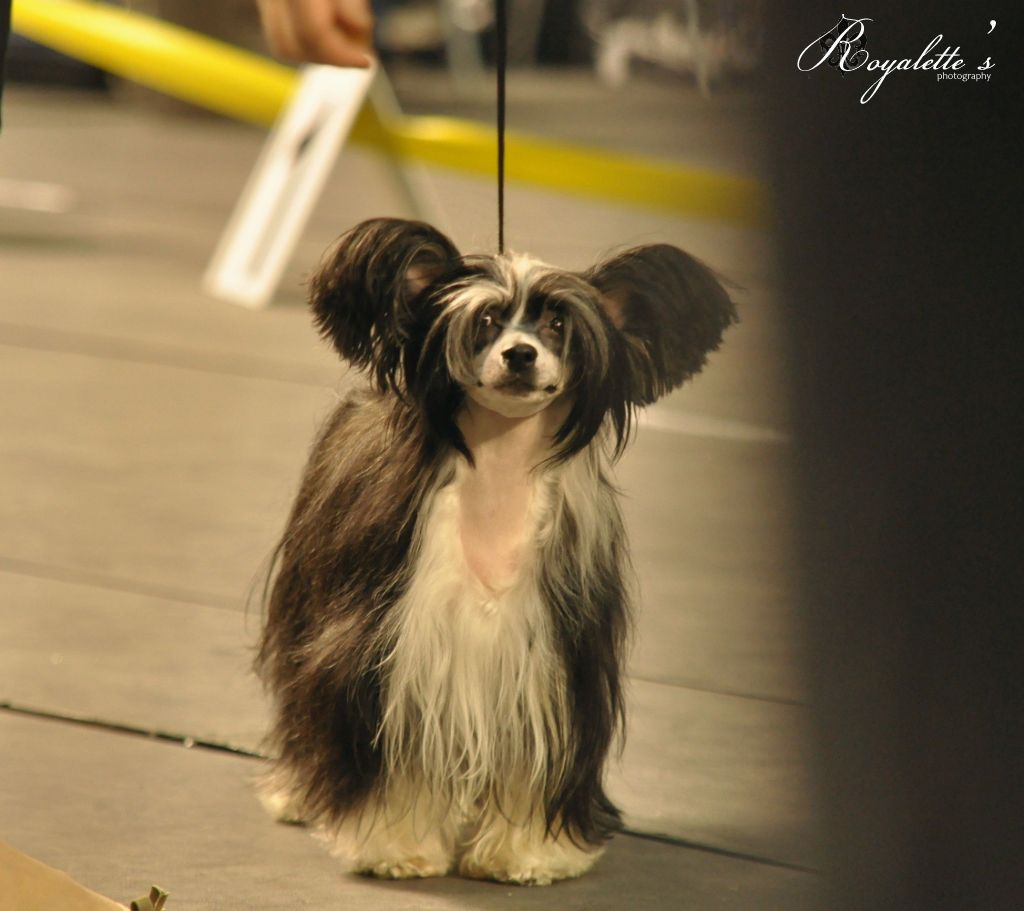 Aquacrest Empress to Crestiny's