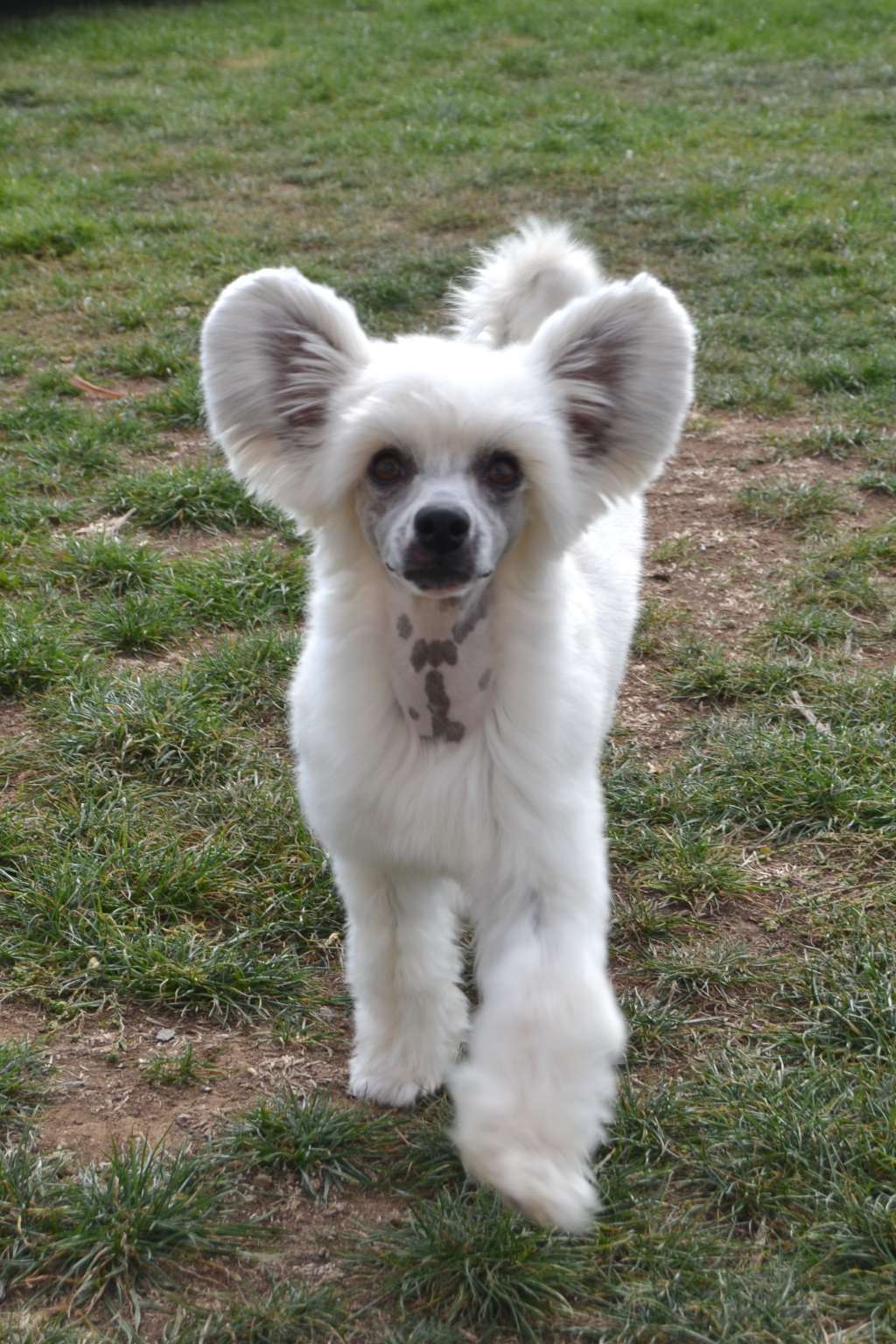 Merlin Akwen Jemalle