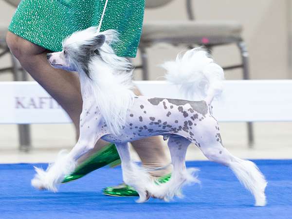 Edelweiss Dirty Deeds Done Dirt Cheap at Showy Lad