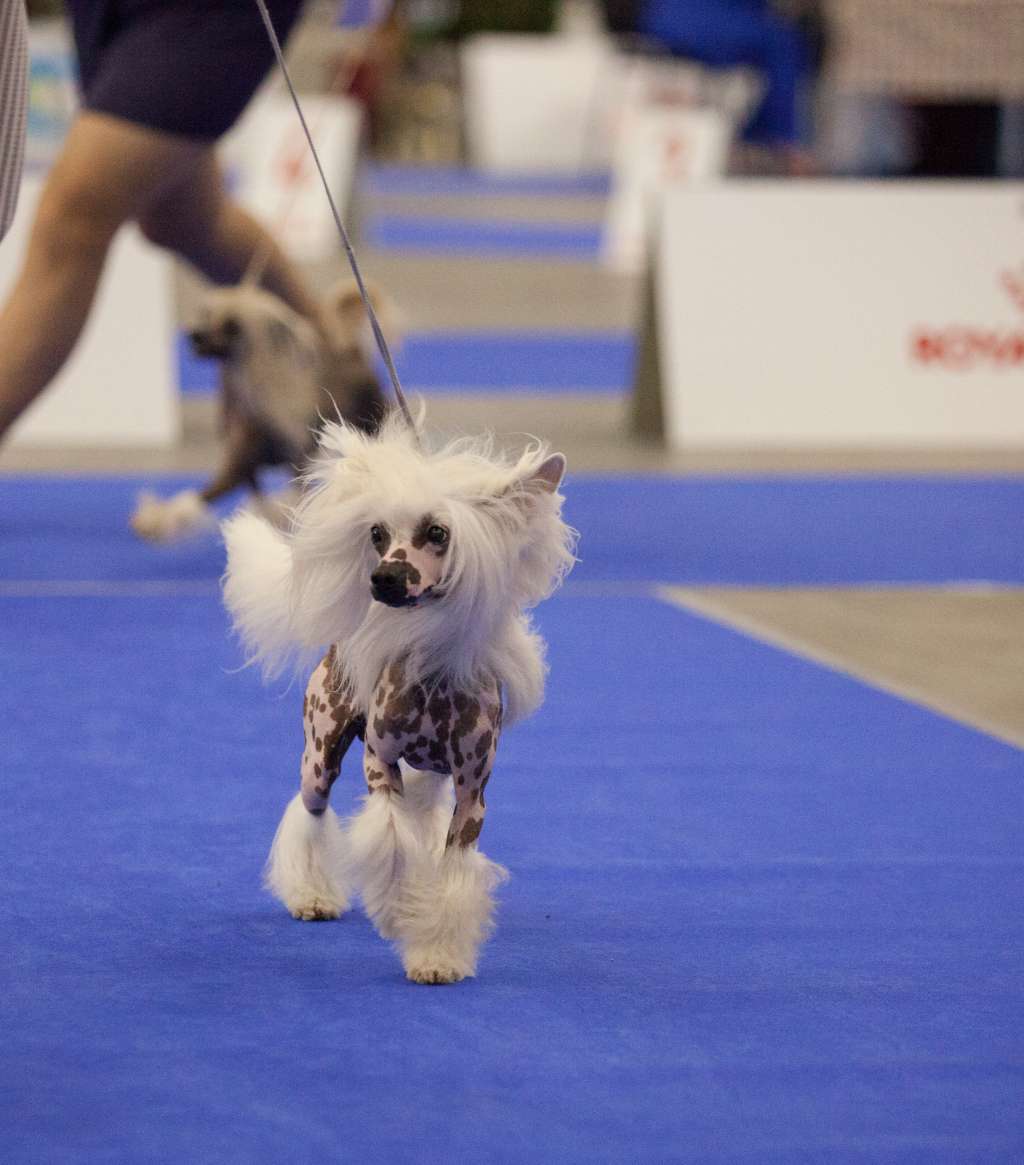 Derrick Planet Of Dream