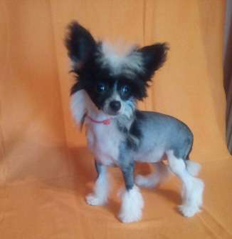 Vellar Pljus Brilliantovaya Businka