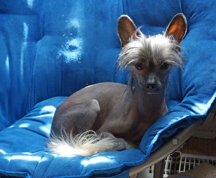 Lotus In It To Win It