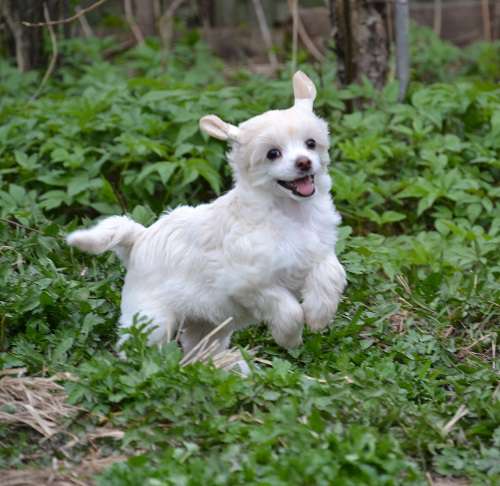 Feeriya Magic Djessy