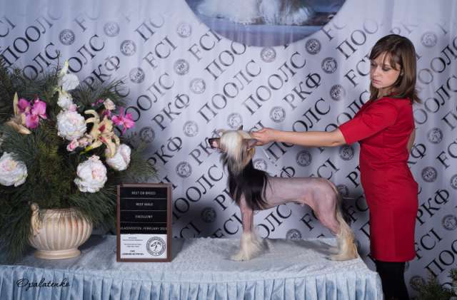 Elance Louange Suverein of Hearts