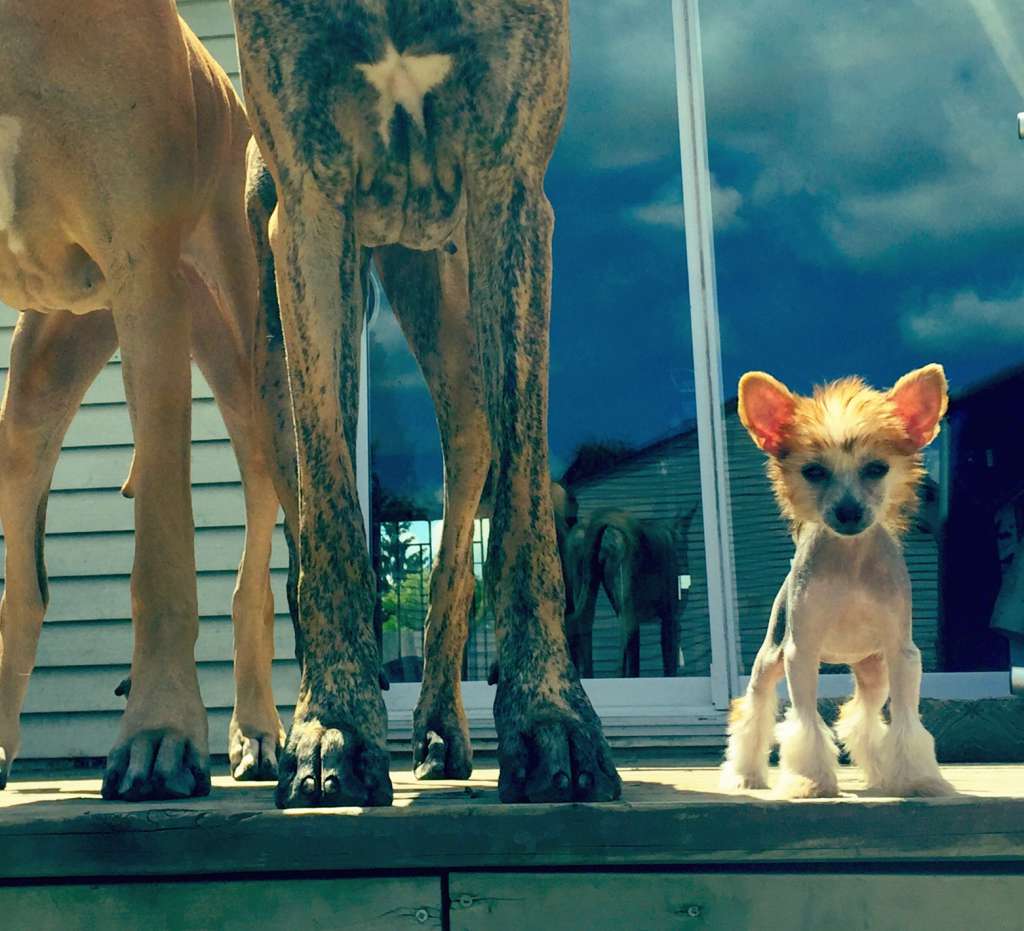 Gingery's Peach Smoothie