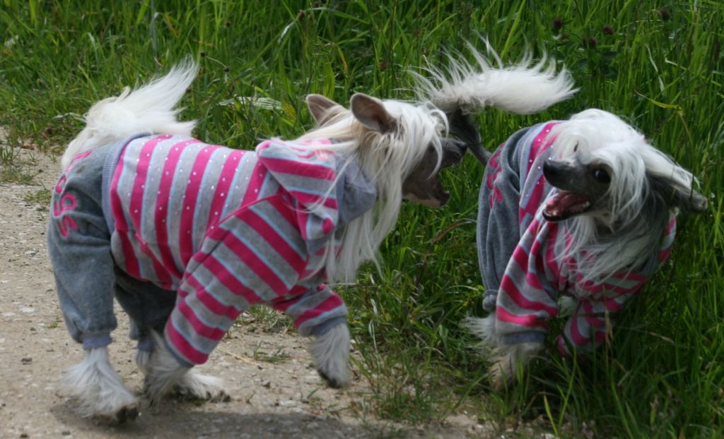 Crestyle Diva D'Lux HL