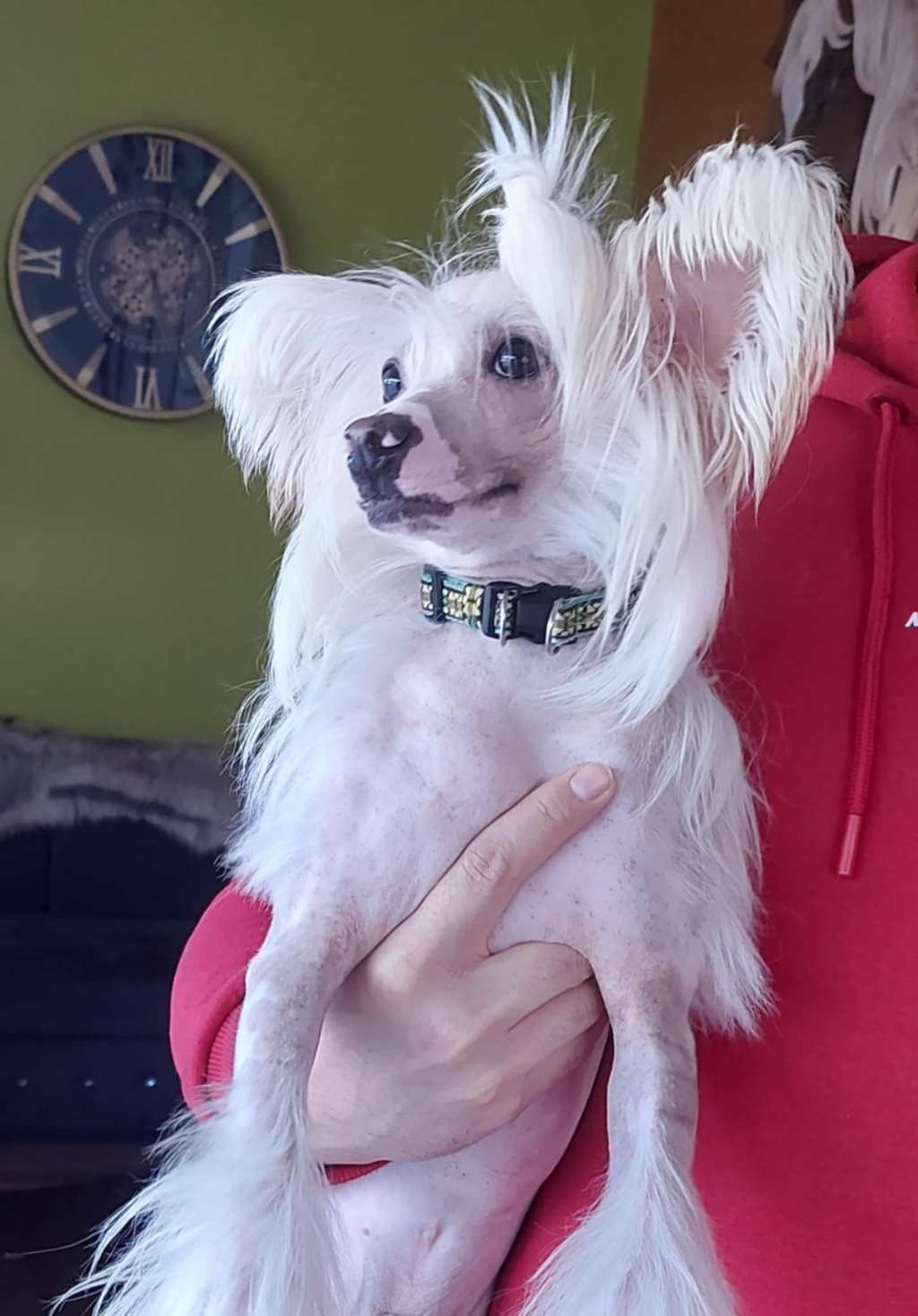 Ishida Insolite Familier