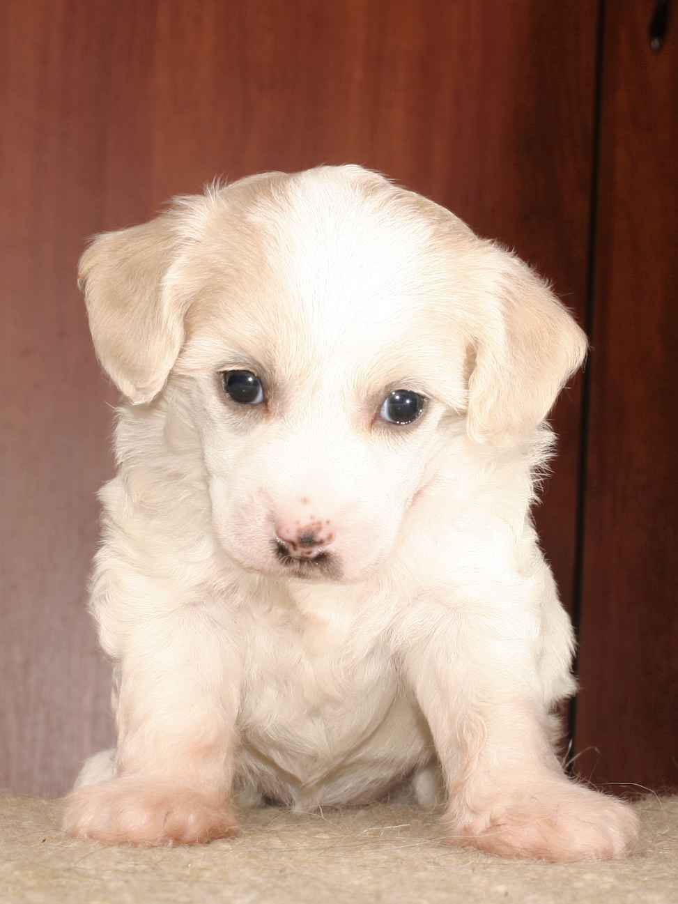 Mon Cher Petit Duchess Elfina