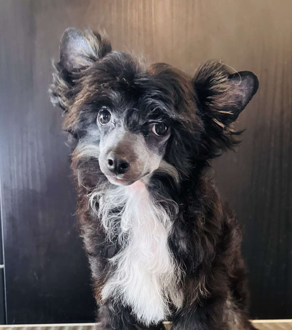 Ximon Diamond of the Night