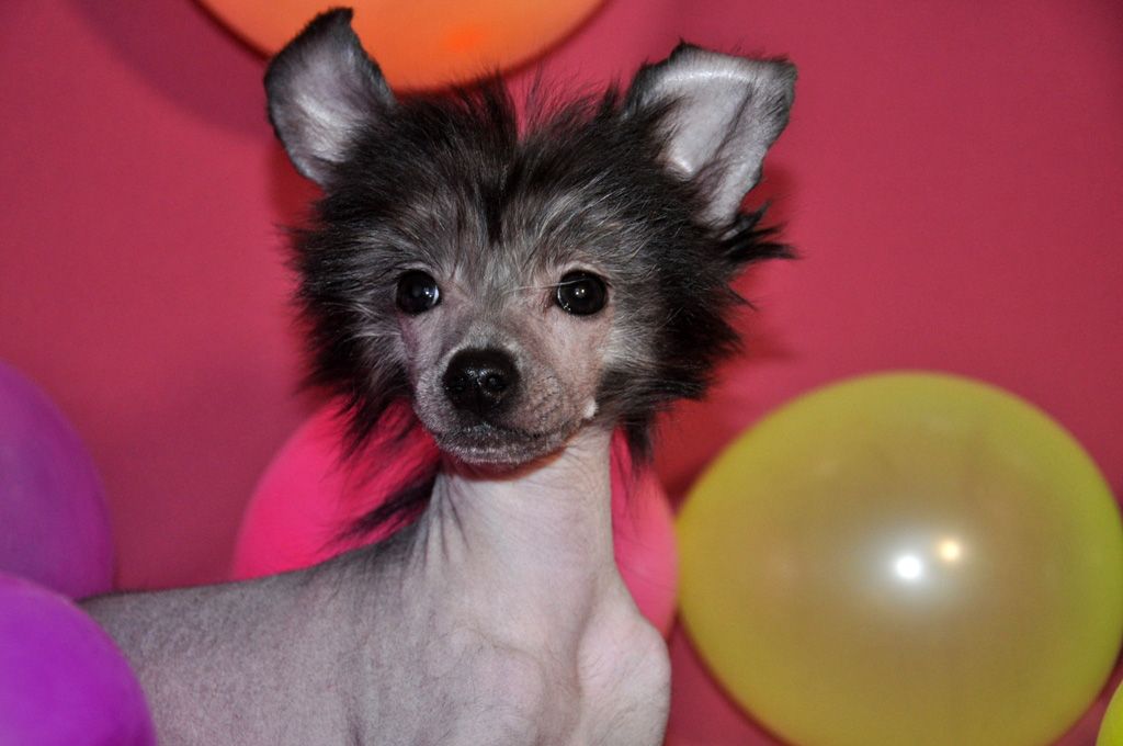 Elfgrace Ingvar Yolof