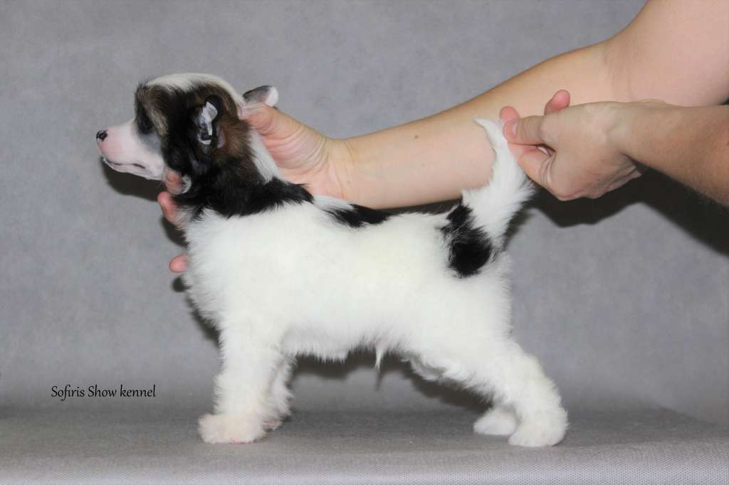 Sofiris Show Rely On Me