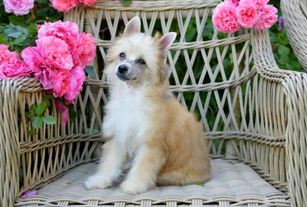 Ariana Grande z Andelovy dlane