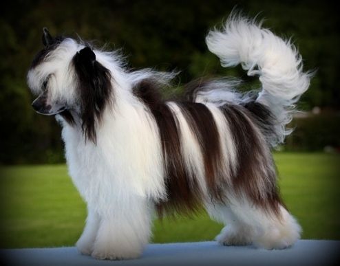 Solino's Up To Something