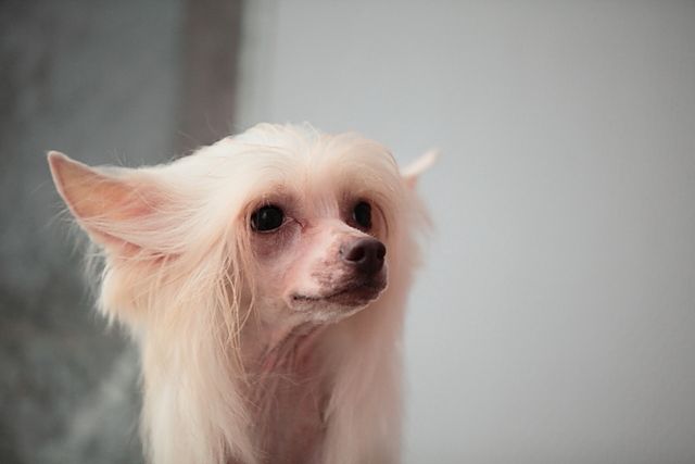 Shanel Glamour Ineffable Beauty