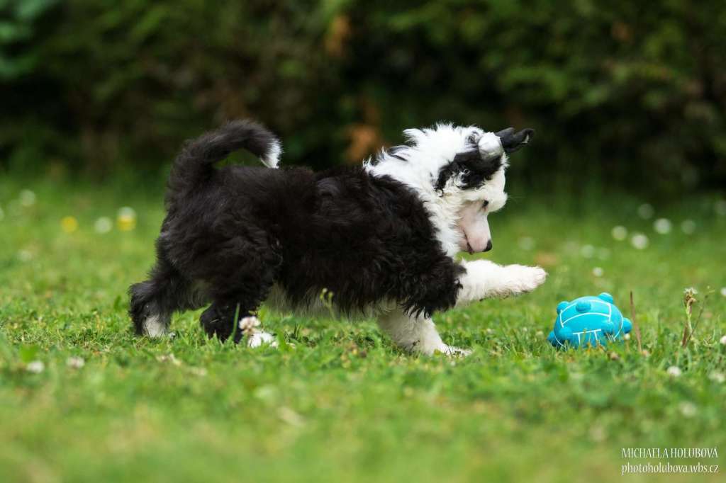 Flasch Flim-Flam Z Valdorfskych lesu