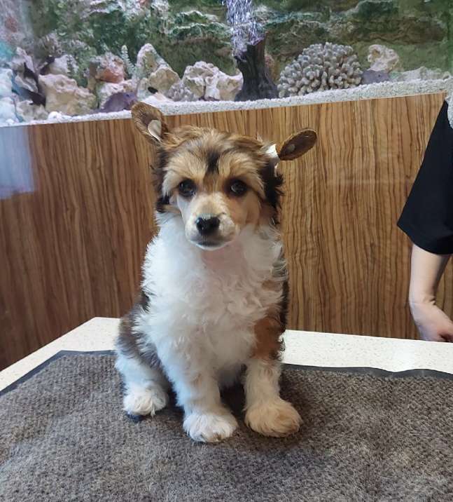 Sapfir iz Tsarskogo Sela Vazari