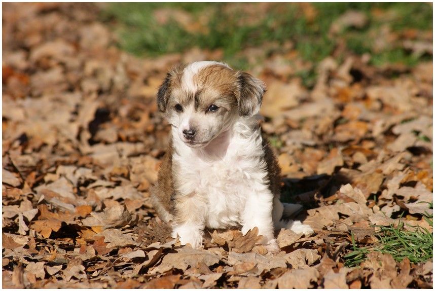Guangzhou Queen Du Coeur Des Tenebres