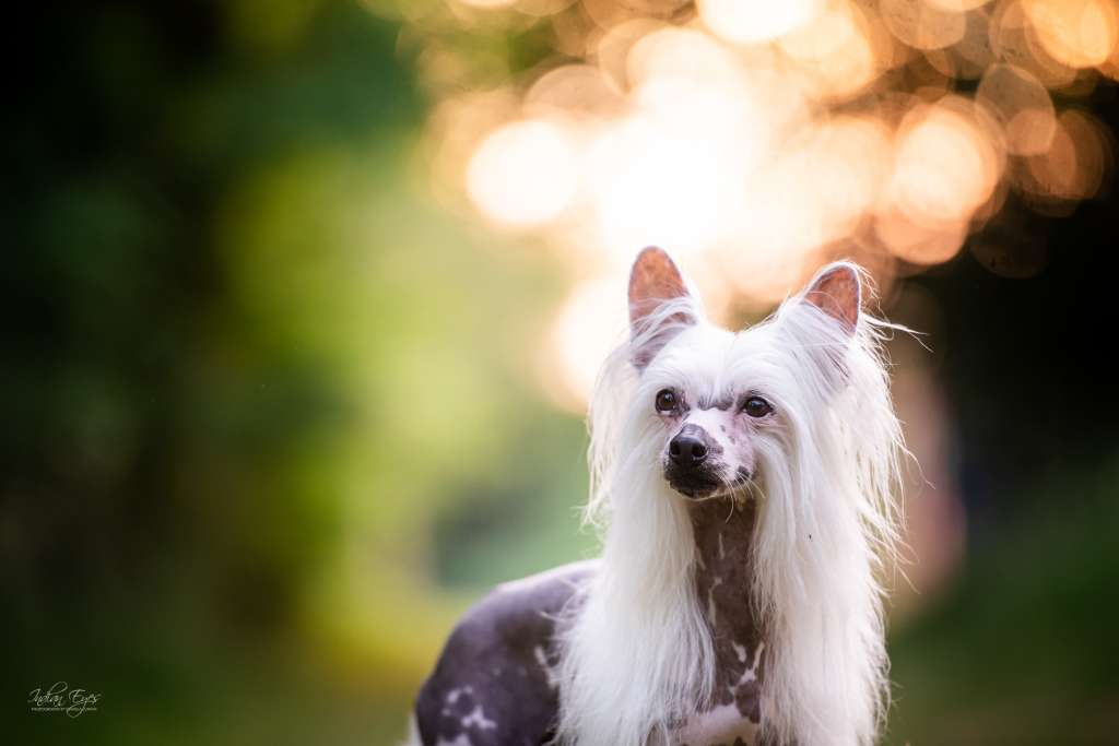 Tizzy Clooney likes Cappuccino
