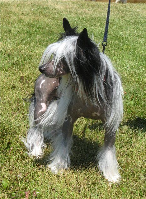 Dragon Spirit de Fageiro