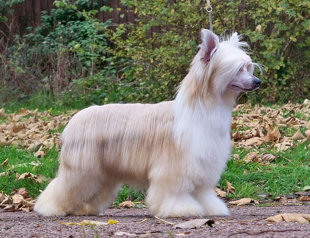 CAN.CH. Shumllea See My Petticoat Wag.