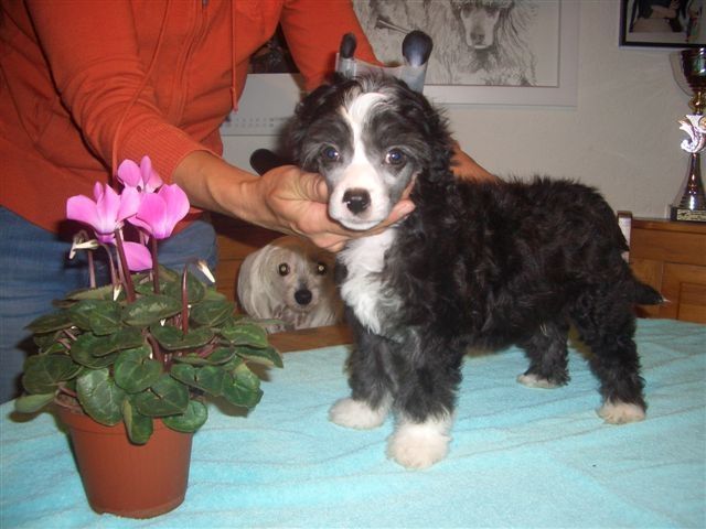 Superman Fantasy Island