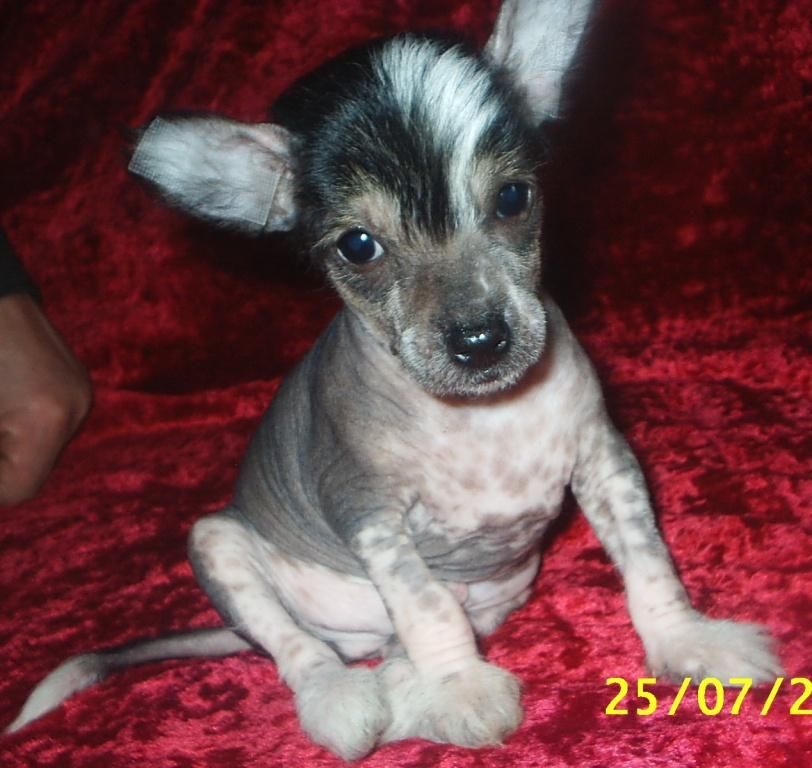 Nju Art Pesnya Stranstvii