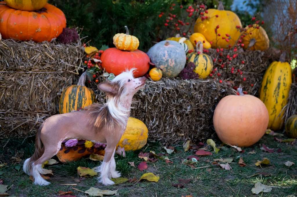 Shymi Feyerychna El Tiola