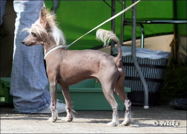 Nakkeri Turkinpippuri