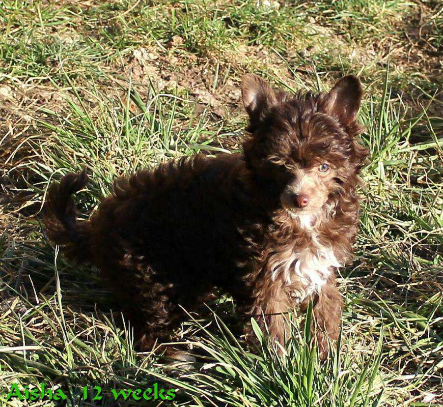 Applause for miss Aisha vom Elfental