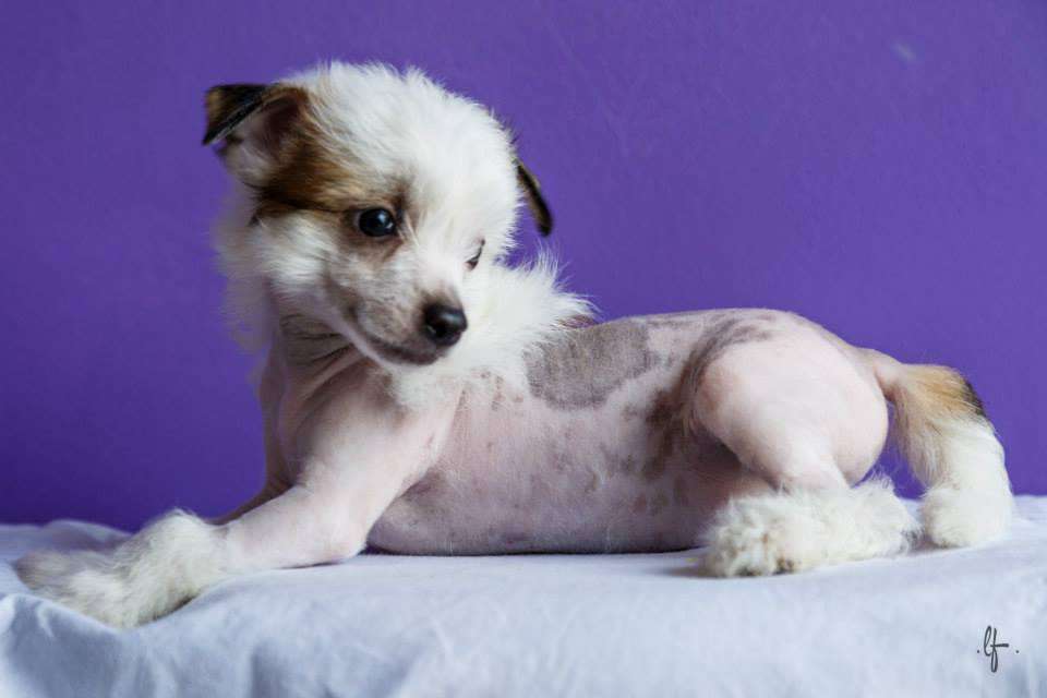 Pequin Mirrage Galaxy Dream