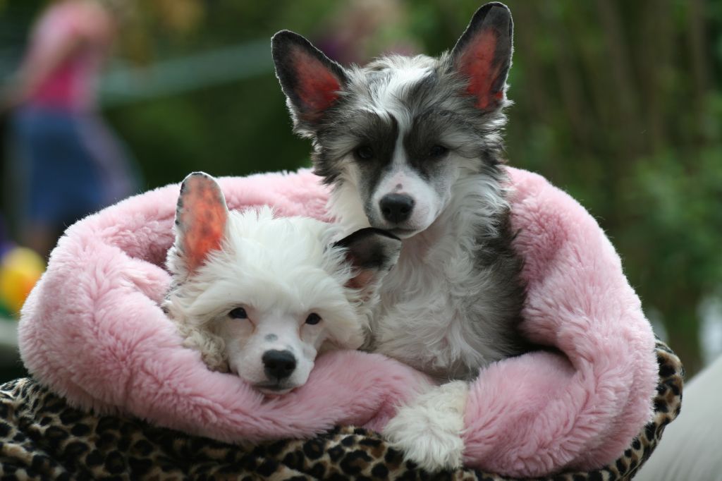 G-Hailey Island Shangri-La