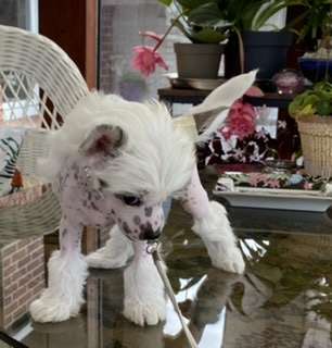 Jasmine  von Shinbashi