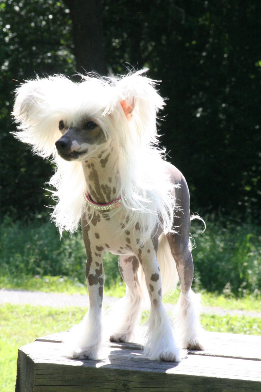 Chinese Line Amorosa