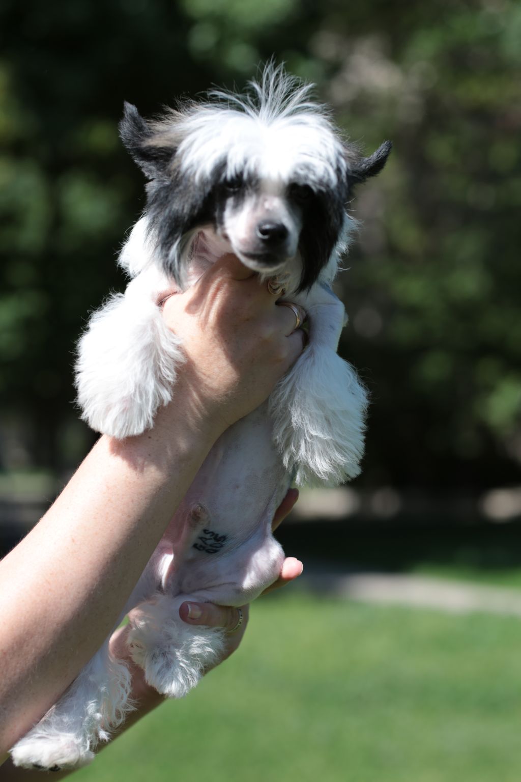 Galser Brand New Angel