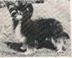 Moonswift Lisa Marie