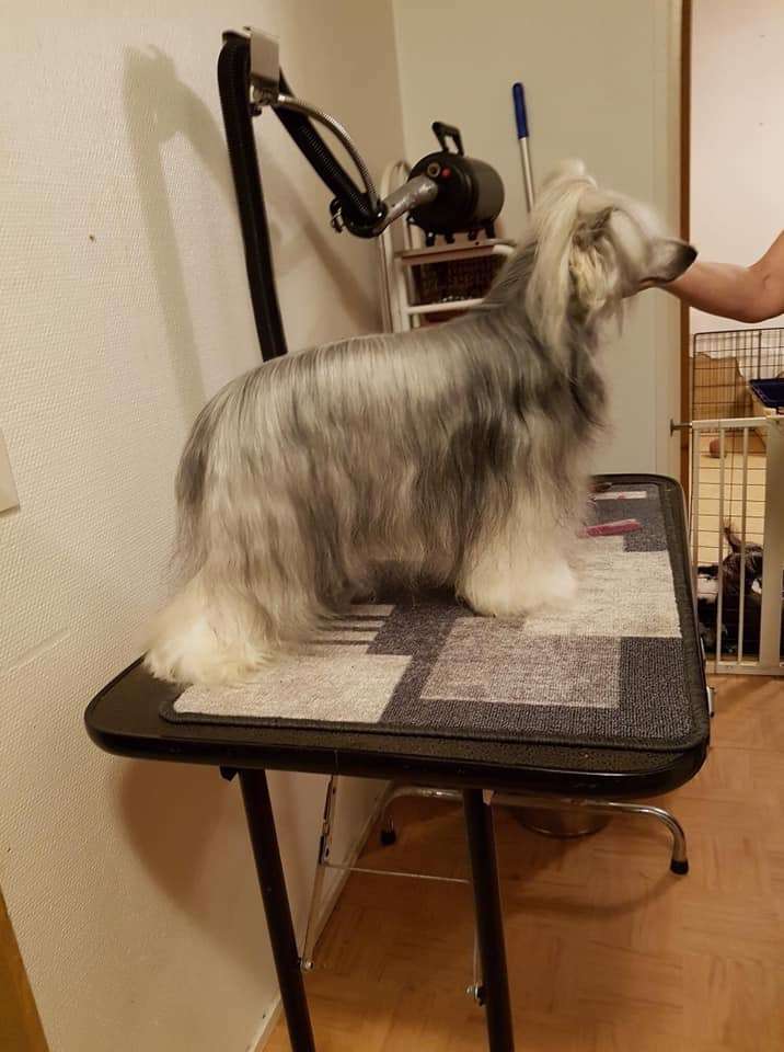 Black-Diva's I Just Can't Wait To Be King